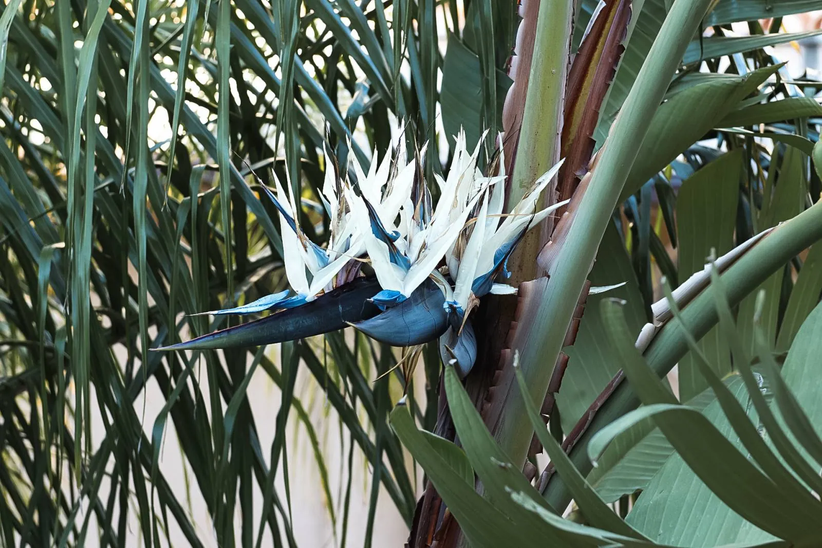 Aménagement d’un patio Art déco au Palais de la Plage à La Ciotat bouche du Rhône — vue 5
