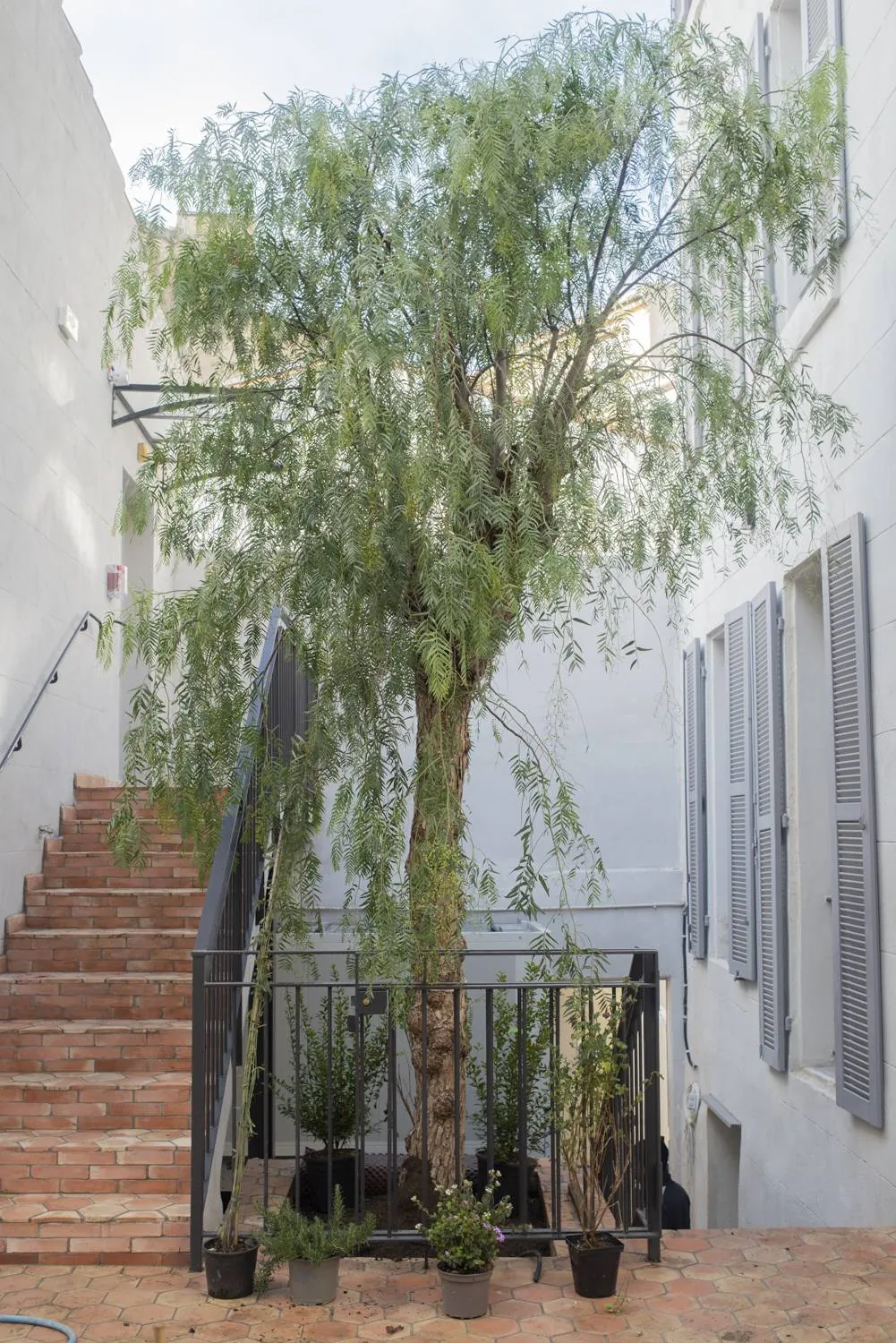 Aménagement et création de jardin pour le patio de l’Hôtel Spa ALEX à Marseille — vue 8