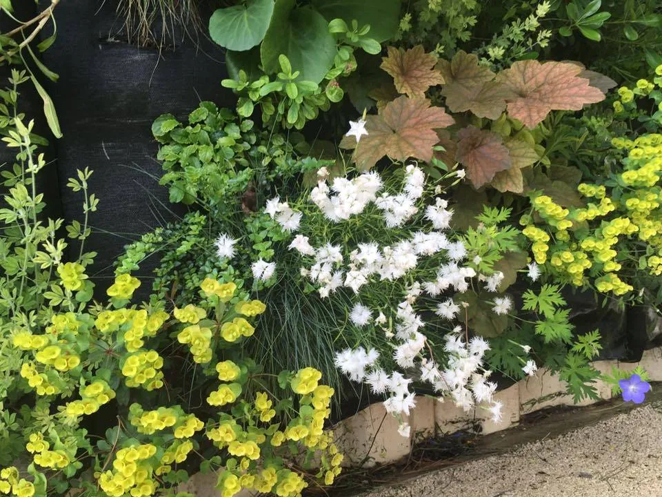 Création de Mur Végétal avec des plantes vivaces — vue 5