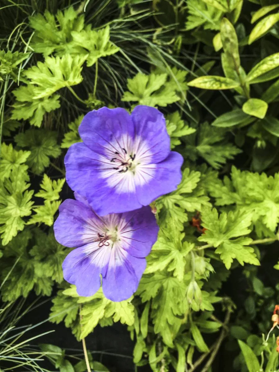 Création de Mur Végétal avec des plantes vivaces — vue 6