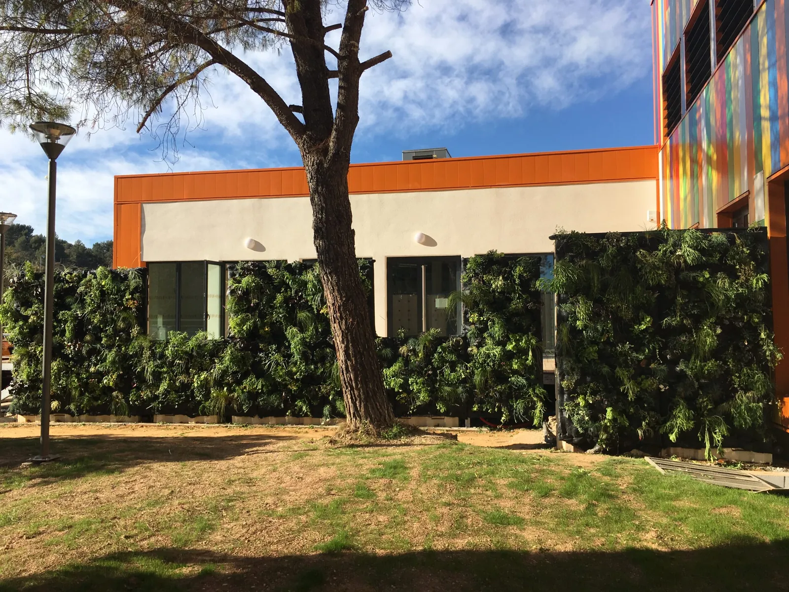 Création de Mur Végétal avec des plantes vivaces