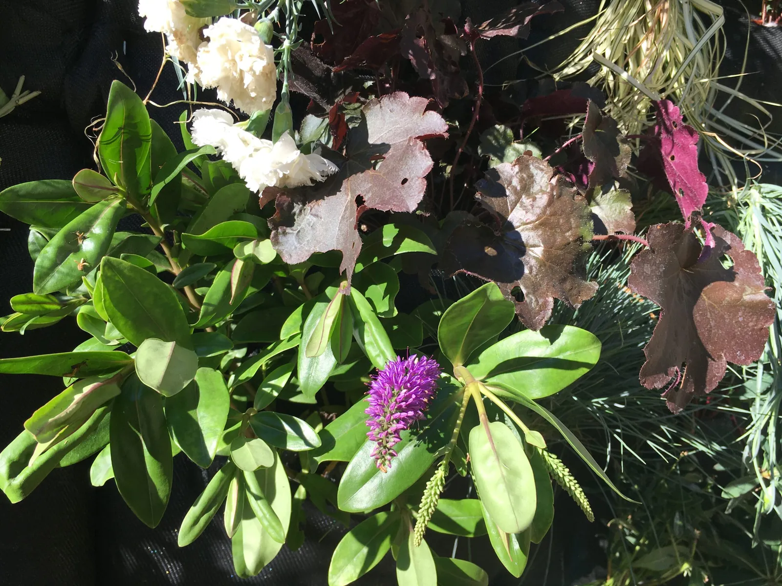 Création de Mur Végétal avec des plantes vivaces — vue 8