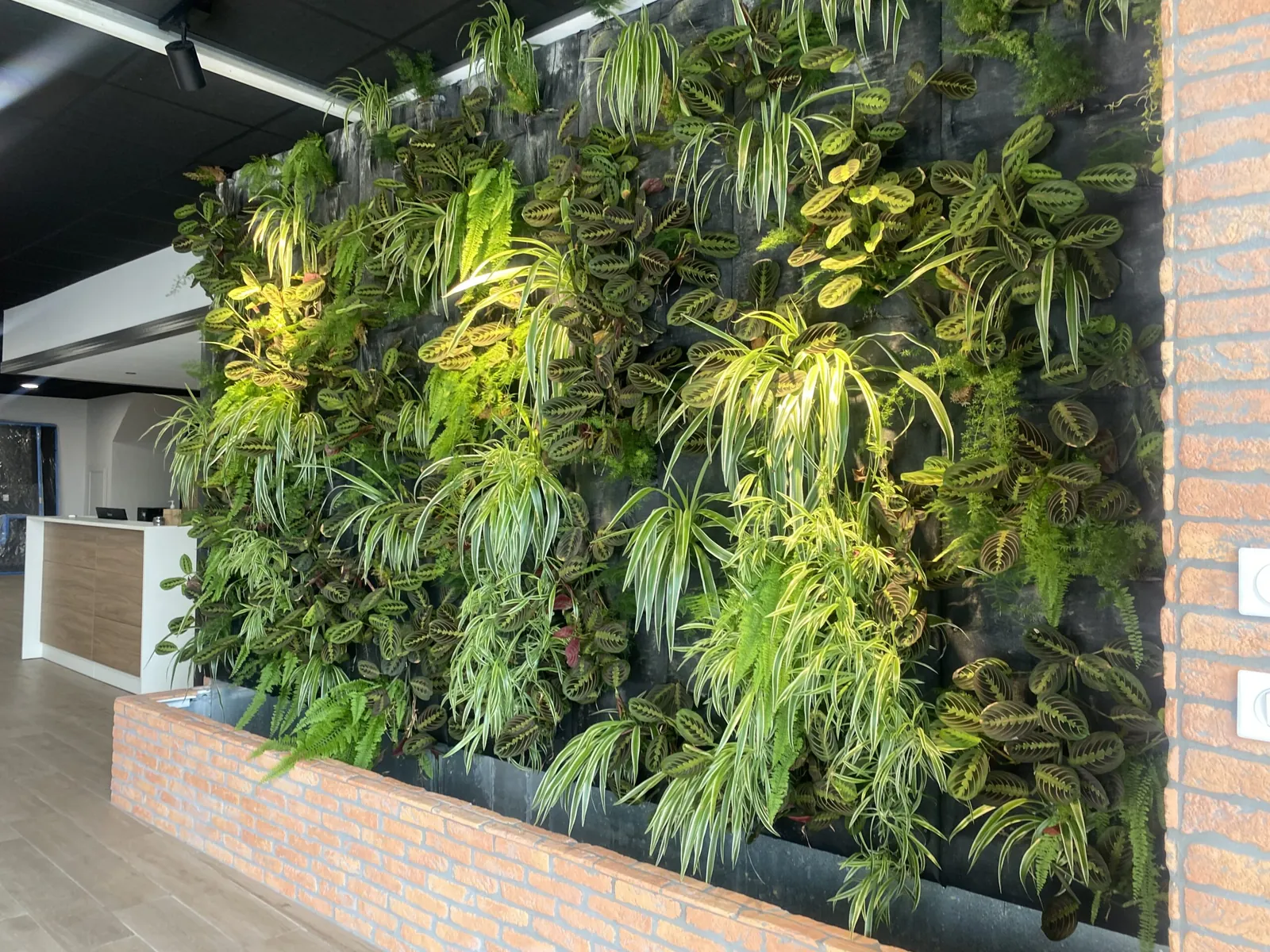 Création d’un mur végétal intérieur entreprise yves Calvo à la Ciotat — vue 3