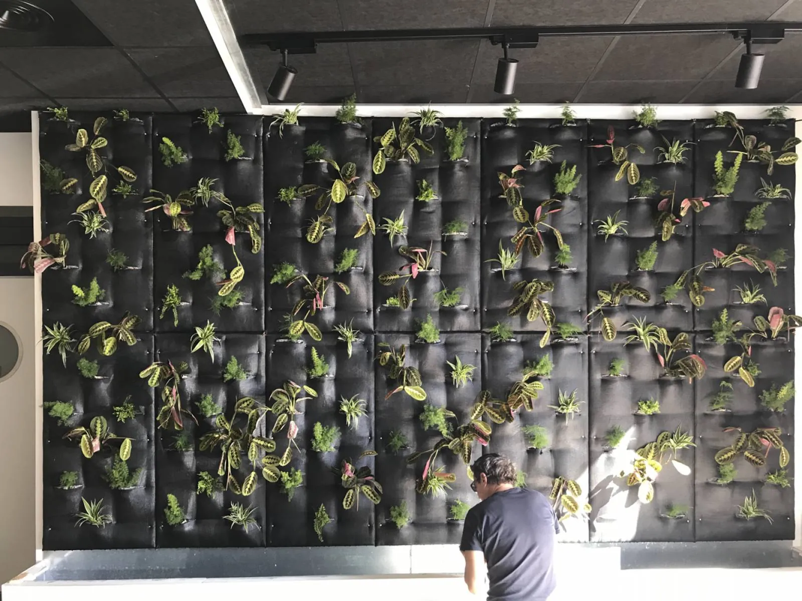 Création d’un mur végétal intérieur entreprise yves Calvo à la Ciotat — vue 8