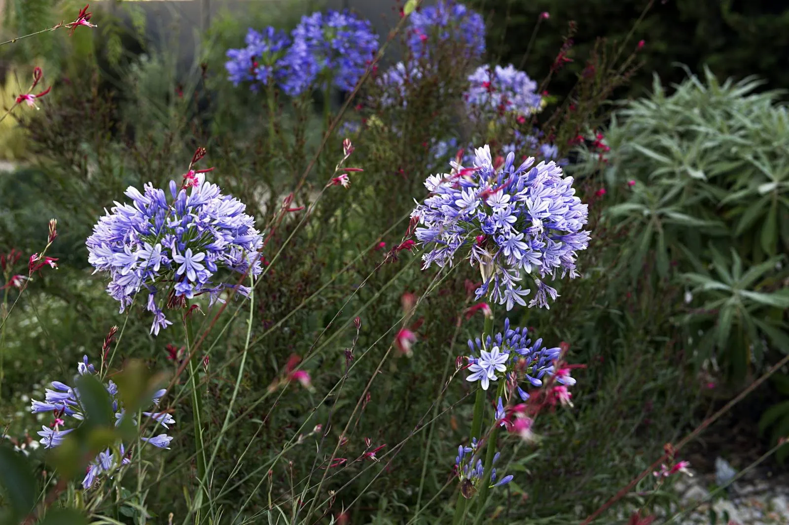 Création et réalisation du « Jardin Parme » à La Ciotat — vue 7