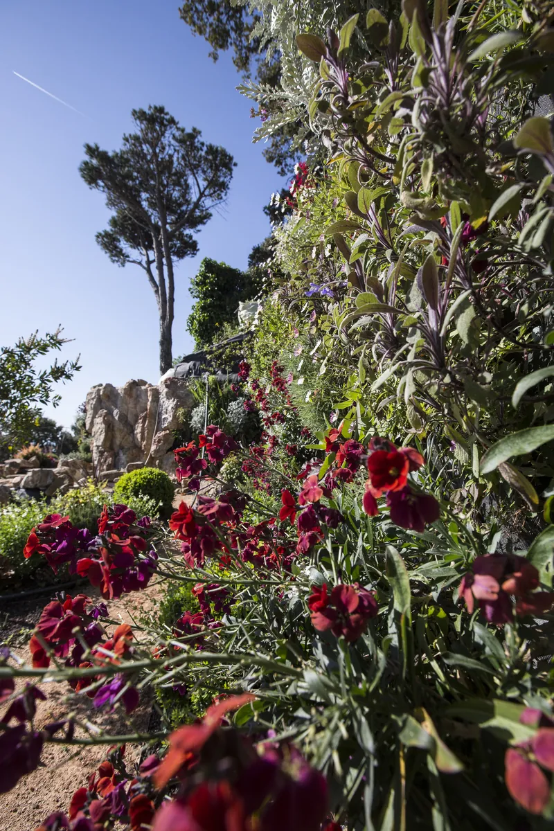 Création d’un jardin vertical pour VILLA ODAYA Cannes croix des gardes
