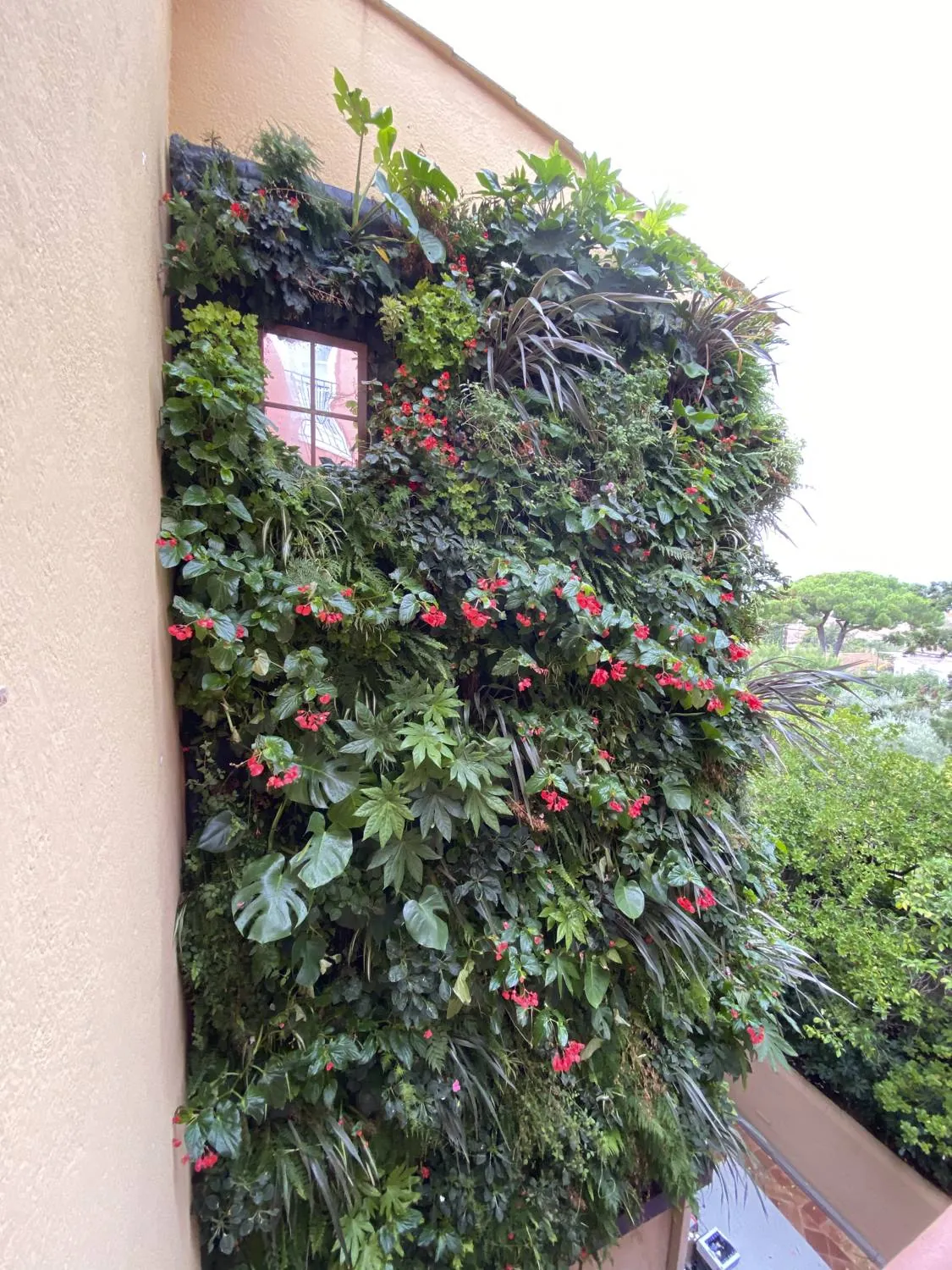 Mur végétal en extérieur pour la terrasse du restaurant de l’Hôtel Byblos à Saint-Tropez — vue 4