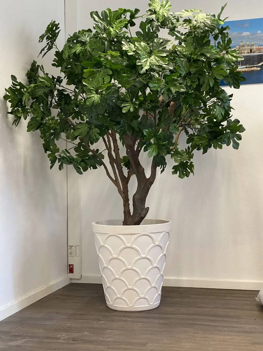 Scénographie végétale en jardin d’intérieur avec en décoration des arbres oranger à la société Marseillaise de crédit à Marseille - L’art végétal au service de vos espaces intérieurs et extérieurs — vue 3